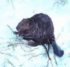 Animal Essences Beaver (bever) 30ml