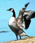 Animal Essences Canada goose (Canadese gans) 30ml
