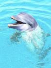 Animal Essences Dolphin (doflijn) 30ml