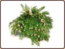 Ruben Robijn Roos van Jericho 1stuk