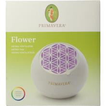 Primavera Aroma fan flower 1st