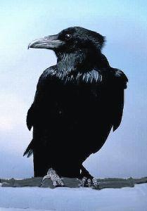 Goedkoopste Animal Essences Crow (kraai) 30ml