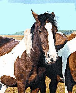Goedkoopste Animal Essences Wild horse (wild paard) 30ml