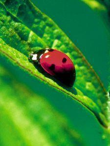 Goedkoopste Animal Essences Ladybug (lieveheersbeestje) 30ml
