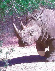 Goedkoopste Animal Essences White rhinoceros (witte neushoorn) 30ml