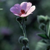 Holisan Althaea officinalis 25gr
