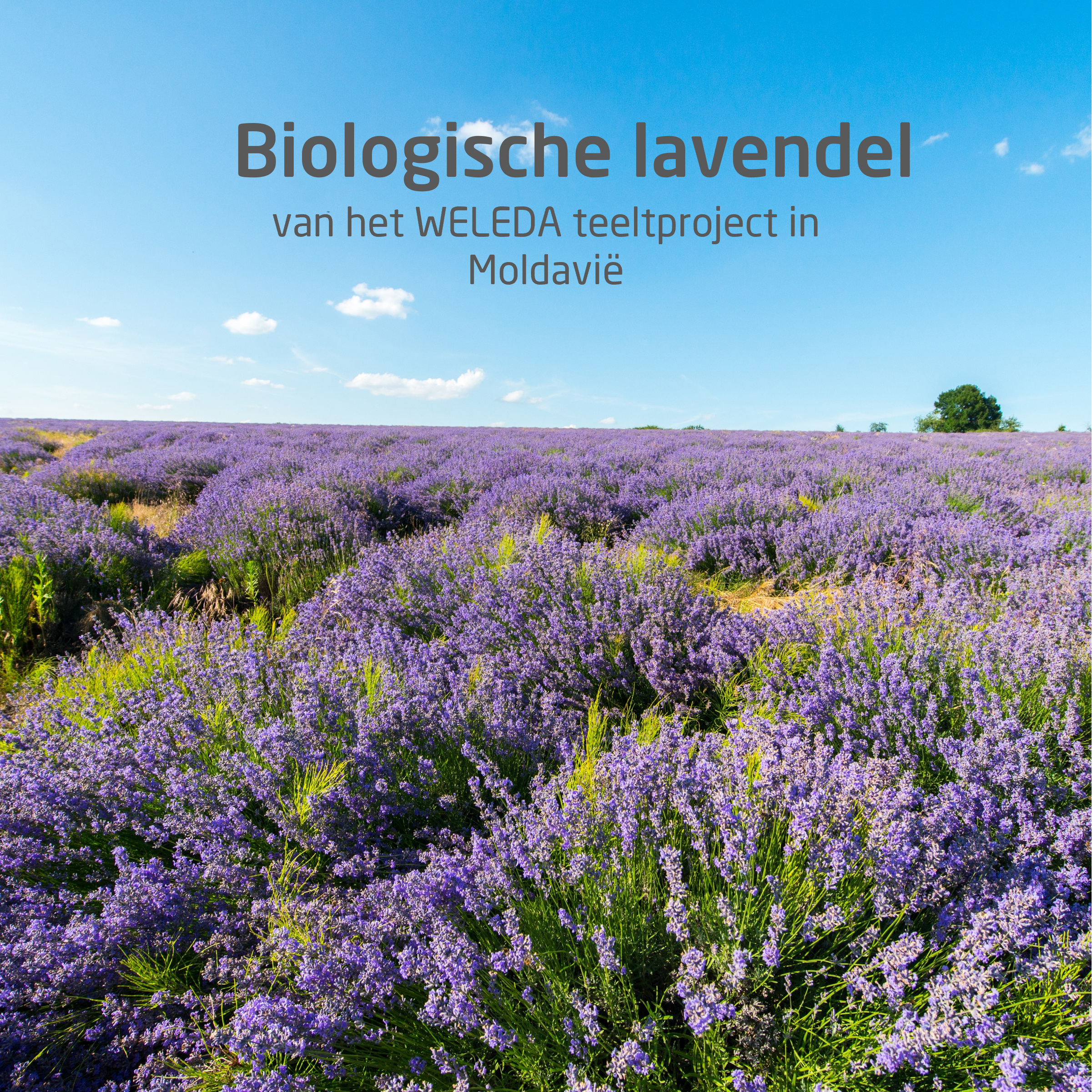 Weleda Lavendel Ontspanning Huidolie 100ml