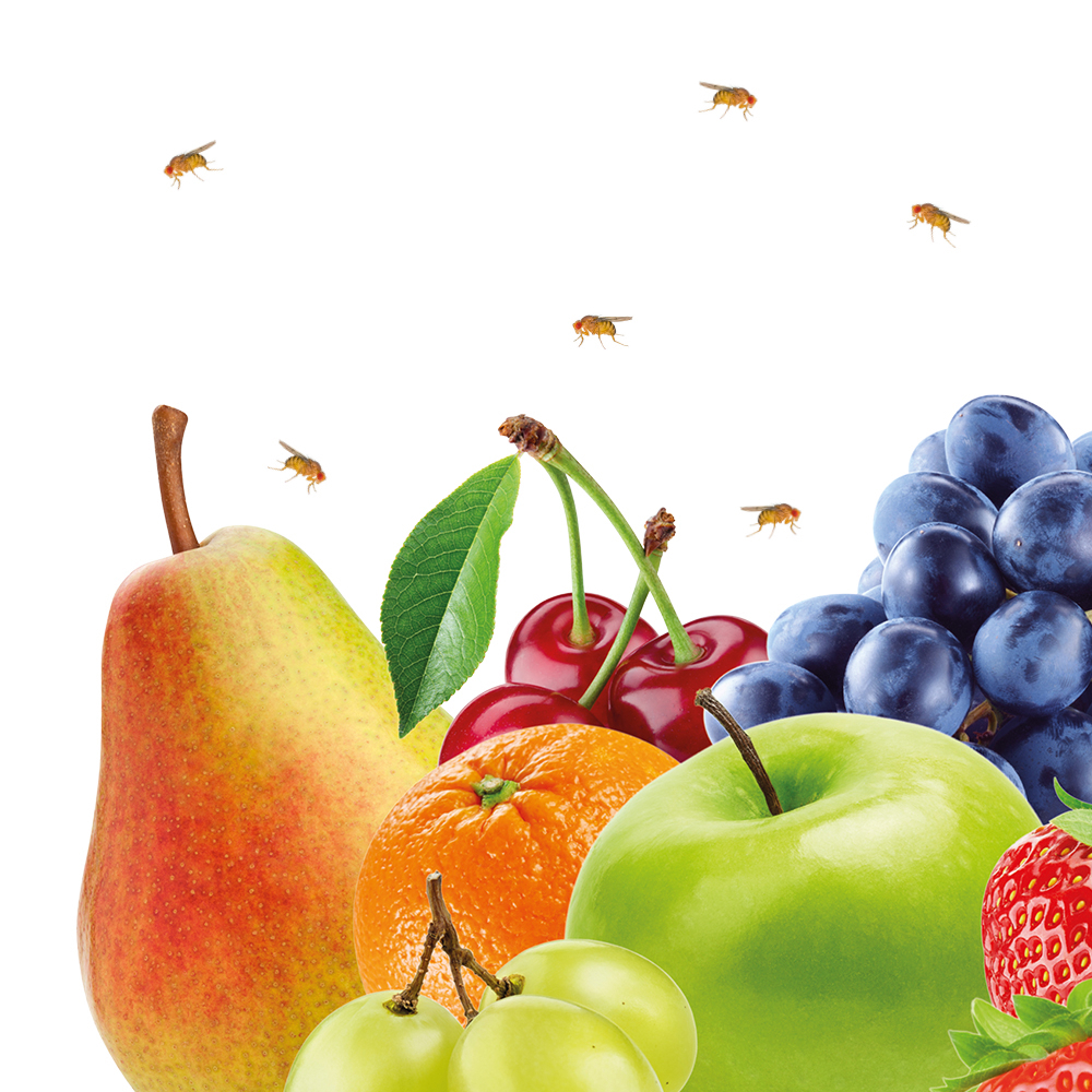 Lucovitaal Fruitvliegjes Vanger 1 stuk