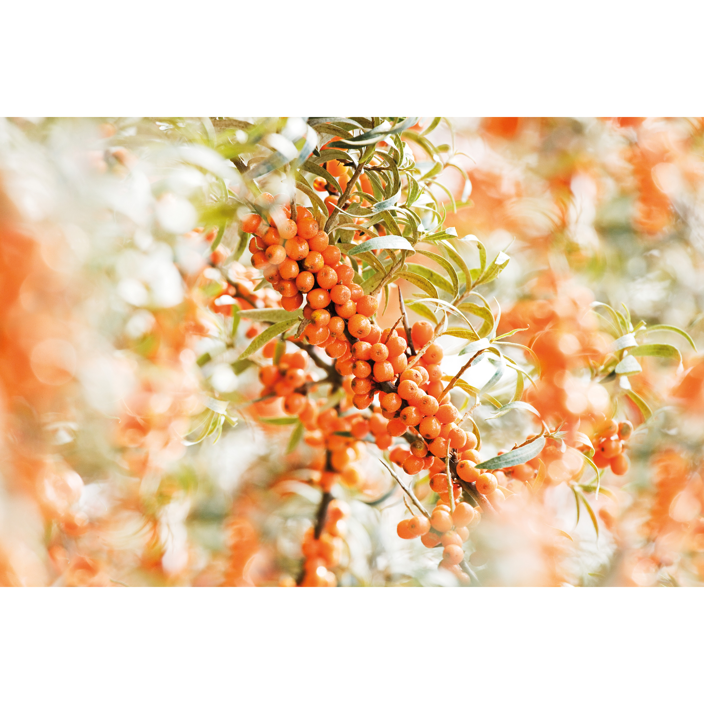Weleda Duindoorn Vitaliserende Huidolie 100ml