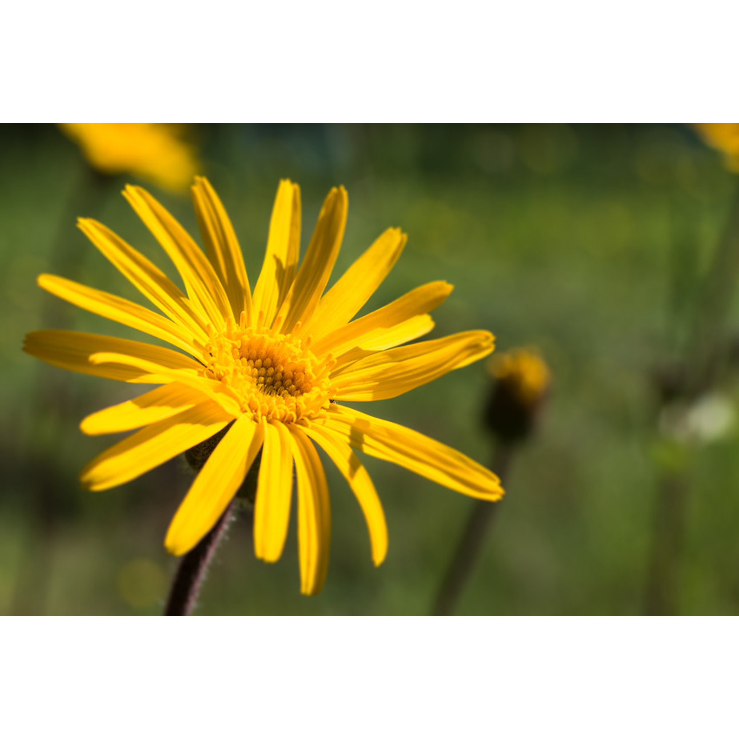 Weleda Arnica Gel 25g
