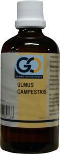 Ulmus campestris 100ml
