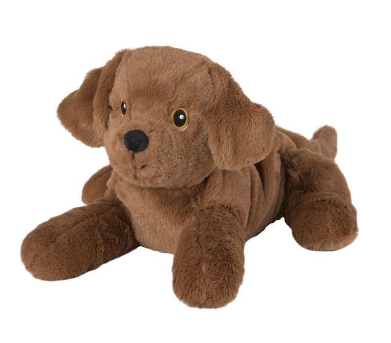 Labrador puppy 1st