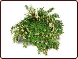 Roos van Jericho 1stuk