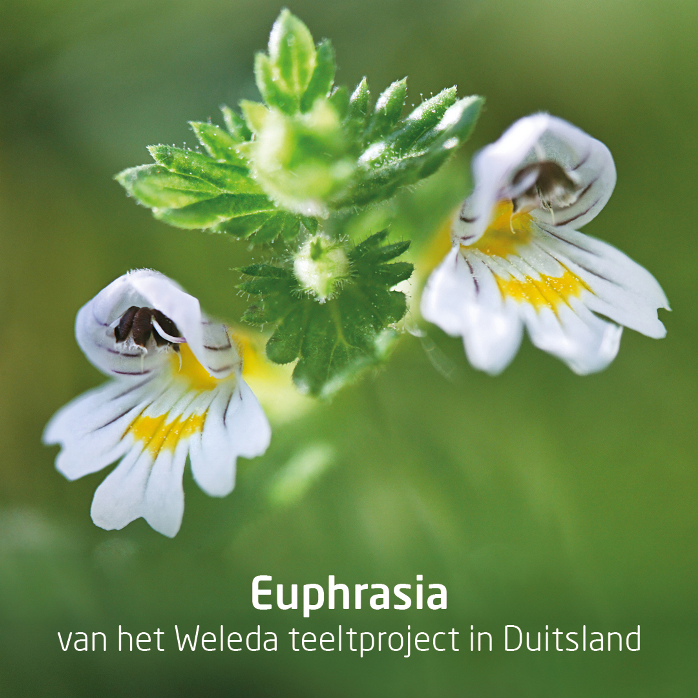 Weleda Ogentroost Oogdruppels Ampullen 10 Stuks
