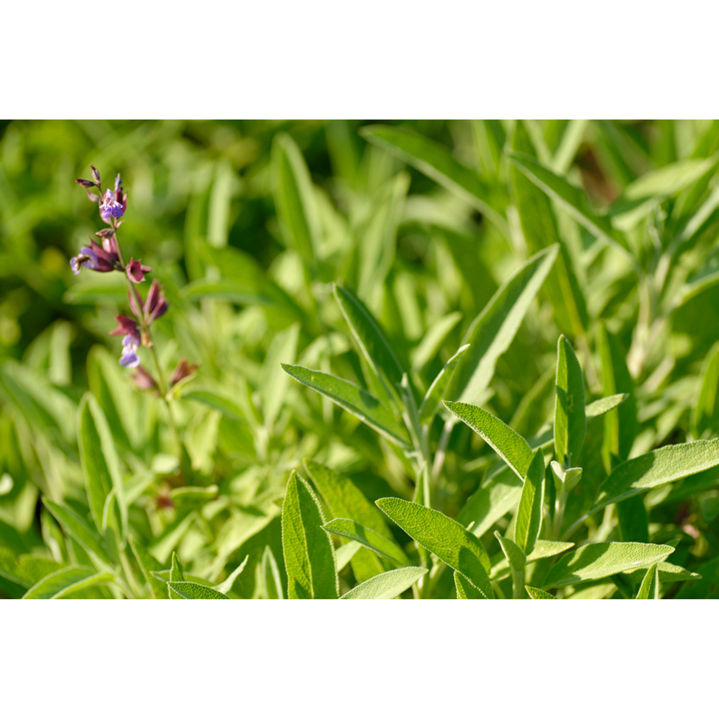 Weleda Bio Salie Keelspray 20ml