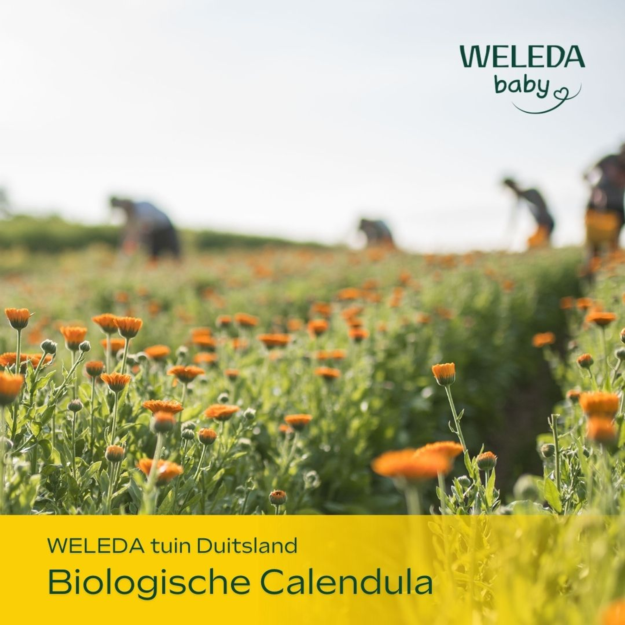 Weleda Calendula Babybillen Balsem 75 ML