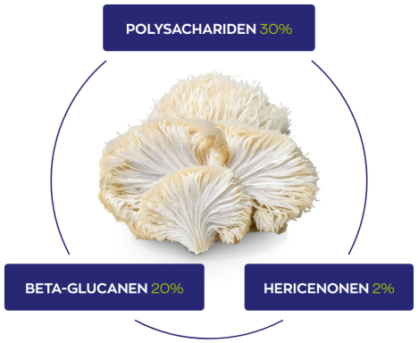 Vitakruid Lion's Mane 90 vegan capsules