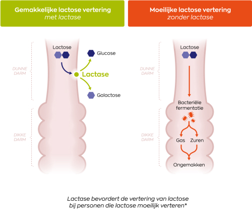 Vitakruid Lactase Optiferm 3000 FCC 90vc